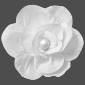 White creppe flower