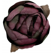 Rose 1