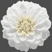 My Life Palette- Flower (Realistic White)