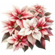 Summertime Christmas Poinsettia 2