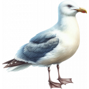 Beach Daze Seagull 2