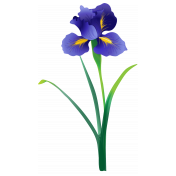 Iris Flower Element