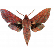 Textured Moth Element Drawing Close