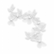 Believe Butterflies Migration  Transparent Element