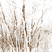 BareTreeOverlay