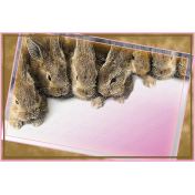 Easter-Card „rabbits“