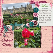 Oxford Roses