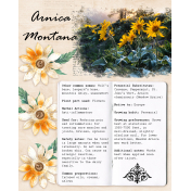 Herbal ABC- A is for Arnica