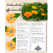 Herbal ABC- C is for Calendula