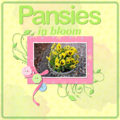 Pansies