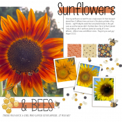 Sunflowers & Bees