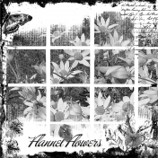 Flannel Flowers