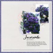 Jacaranda