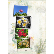 Summer Blooms