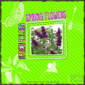 Springflower-Springcolor