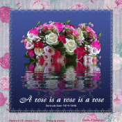 A Rose is a Rose is a Rose