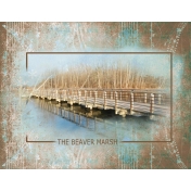 The Beaver Marsh