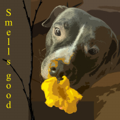 A chanterelle