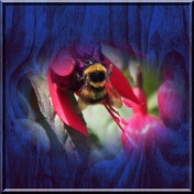 Blue Wood Bee