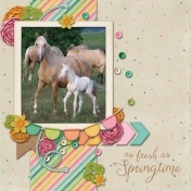 Spring Foal