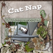 Cat Nap