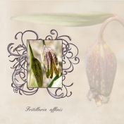 Fritillaria affinis 