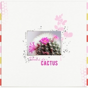 Fleurs de cactus