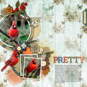 Pretty Bird