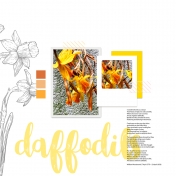 Daffodils