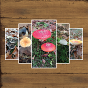 Mushrooms