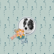 Stella