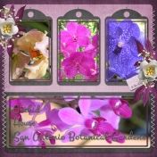 Orchid Collection- San Antonio Botanical Garden