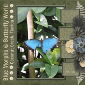 Blue Morpha @ Butterfly World (sher)