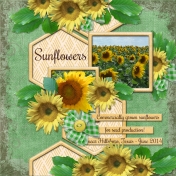 Sunflowers (otfd)