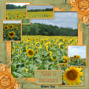 Field of Sunflowers (WD)