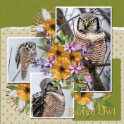 Barred Owl- 6scr
