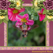 Hummingbird Moth...5wd