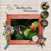 The Butterfly Museum