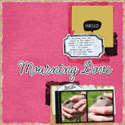 Mourning Dove