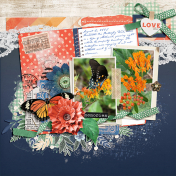 Butterfly Weed - August 2025