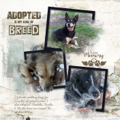 Adopted is my kind of Breed