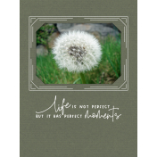 Dandelion