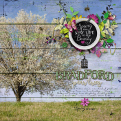 Bradford Pear Trees | Spring 2022