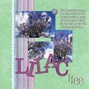 The Lilac Tree