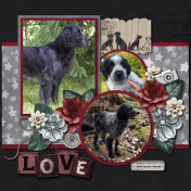 Blue Picardy Spaniels
