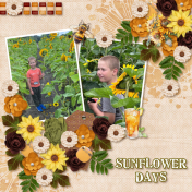 Sunflower Days