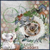 Koala Cuddles