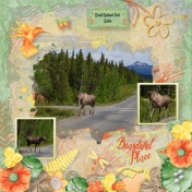 Alaska Moose