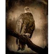 Eagle in the Morning--Vintage Overlay