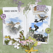 Bird show (Nature's Palette)